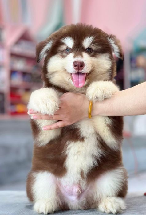 Hình ảnh Mật Pet Family (Nguồn: Mật Pet Family)
