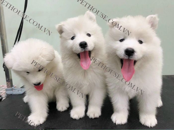 Những chú cún Golden & Samoyed đáng yêu tại Pet House