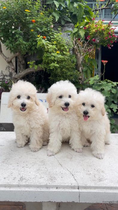 Hình ảnh Cún Cưng Cần Thơ (1)
