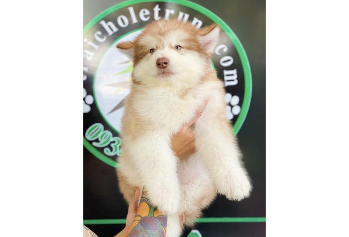 Hình ảnh cơ sở vật chất Lê Trung Pet