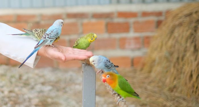 Bộ sưu tập hình ảnh ấn tượng tại vườn thú Zoodoo
