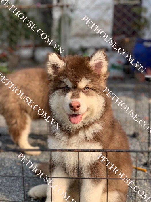 Hình ảnh không gian Pet House (Nguồn: Pet House)