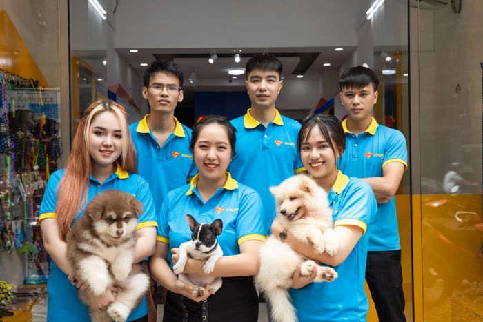 Hình ảnh chó Alaska chất lượng tại Siêu Pet