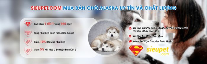 Hình ảnh không gian Siêu Pet
