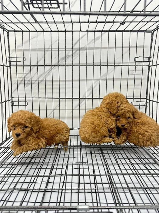 Những chú thú cưng khỏe mạnh, đáng yêu đang chờ đón chủ nhân tại Be'O