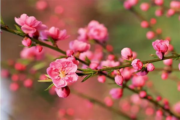 Huyền thoại hoa đào miền Bắc ảnh 1