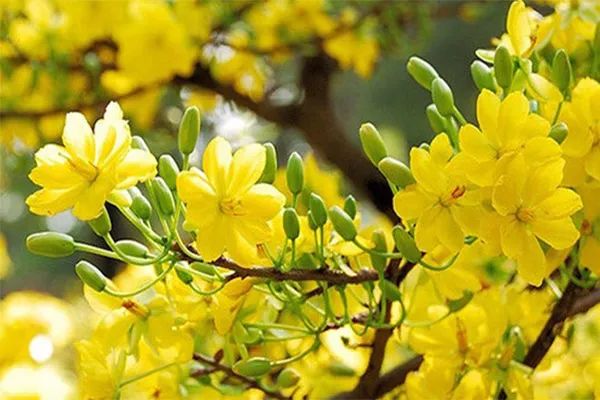 Huyền thoại hoa mai vàng miền Nam ảnh 1