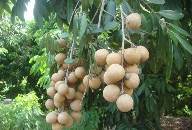 Ảnh minh họa (Nguồn internet) ảnh 1