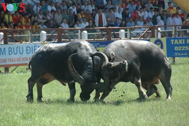 Hình ảnh minh họa sống động về lễ hội đánh đu truyền thống (Nguồn: internet)
