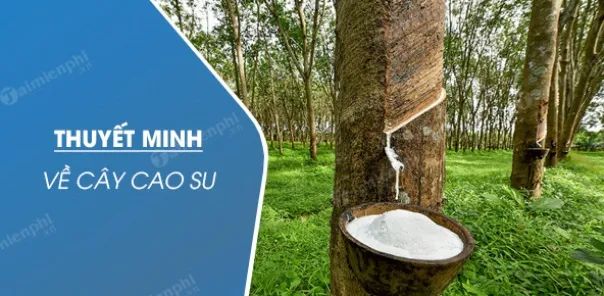 Ảnh minh họa (Nguồn internet) ảnh 1