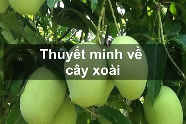 Hình ảnh minh họa số 1 - Nguồn từ thư viện hình ảnh phong phú trên internet