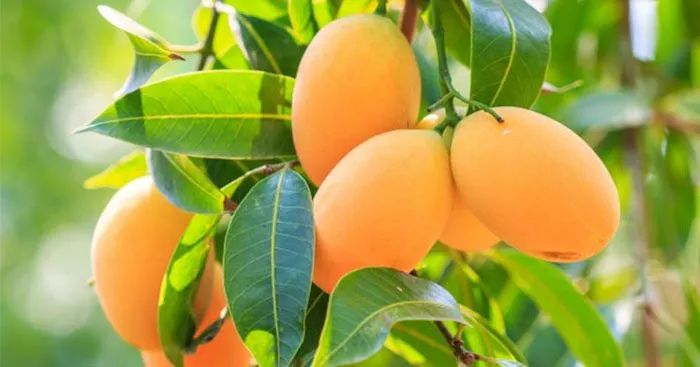 Hình ảnh minh họa số 2 - Nguồn từ bộ sưu tập ảnh chất lượng cao