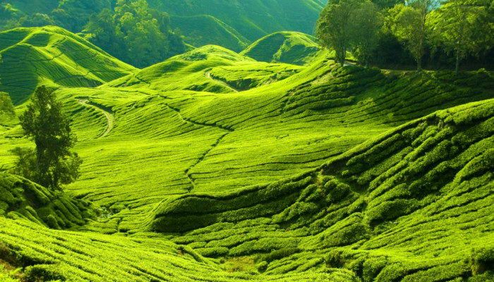 Hình ảnh minh họa số 2: Sự đa dạng của hệ sinh thái (Nguồn: internet)
