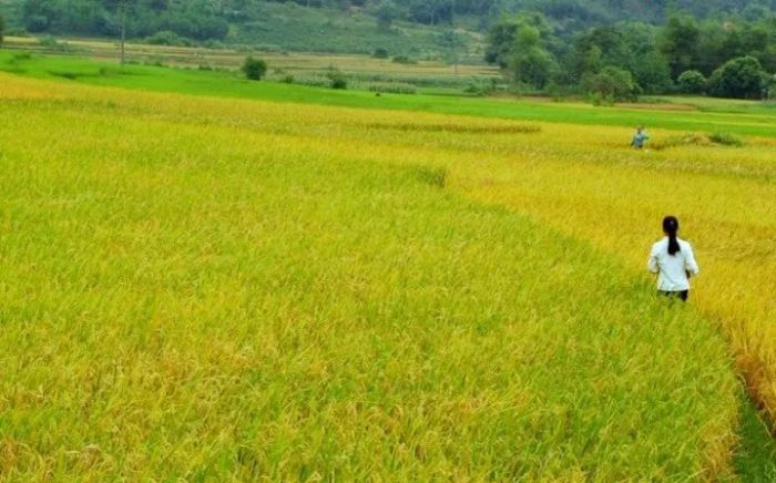Hình ảnh minh họa: Cánh đồng lúa chín vàng trải dài bất tận (Nguồn: Internet)