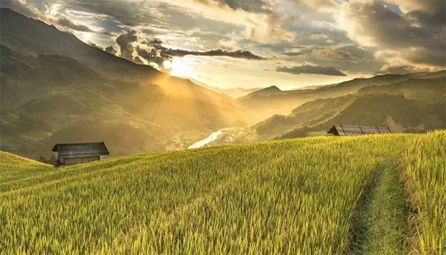 Tranh minh họa: Cánh đồng lúa chín vàng (Nguồn internet)