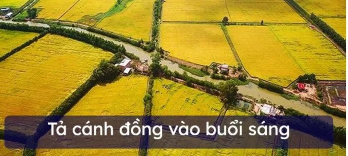 Tranh minh họa: Bình minh trên cánh đồng lúa (Nguồn internet)