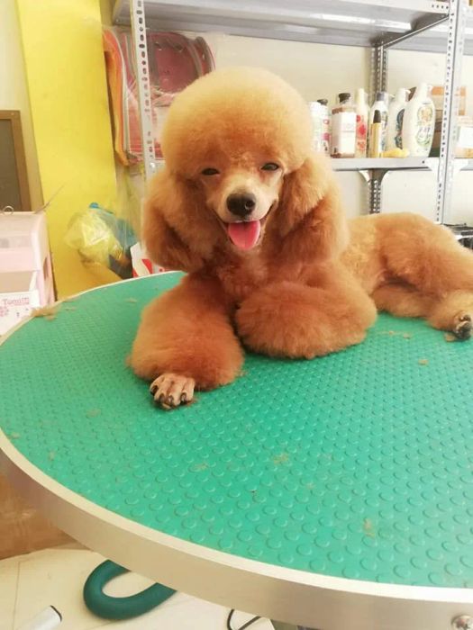 Không gian hiện đại tại Phòng khám Thú y Phùng Nhân
