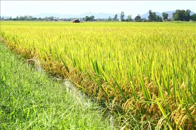 Tranh minh họa: Cánh đồng lúa chín vàng (Nguồn internet)