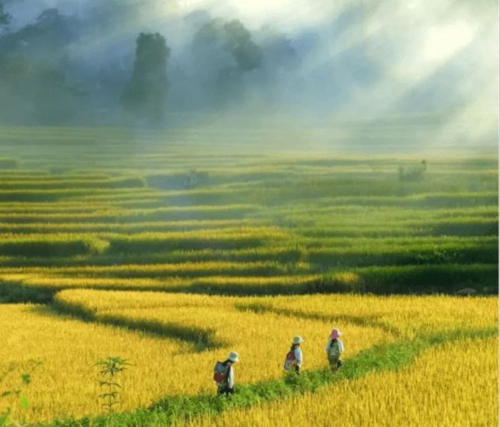 Tranh minh họa: Cánh đồng bình minh (Nguồn internet)
