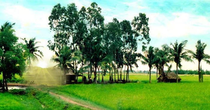 Hình ảnh minh họa: Cánh đồng lúa xanh mướt trong nắng sớm (Nguồn: Internet)