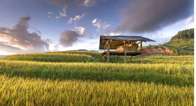 Hình ảnh minh họa: Cánh đồng lúa chín buổi sớm (Nguồn: Internet)