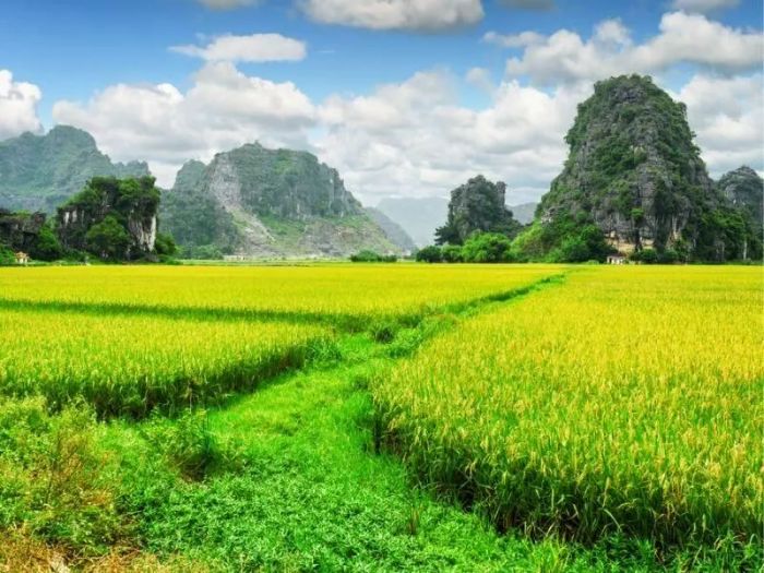Hình ảnh minh họa: Cánh đồng lúa chín vàng trải dài tới chân trời (Nguồn: Internet)