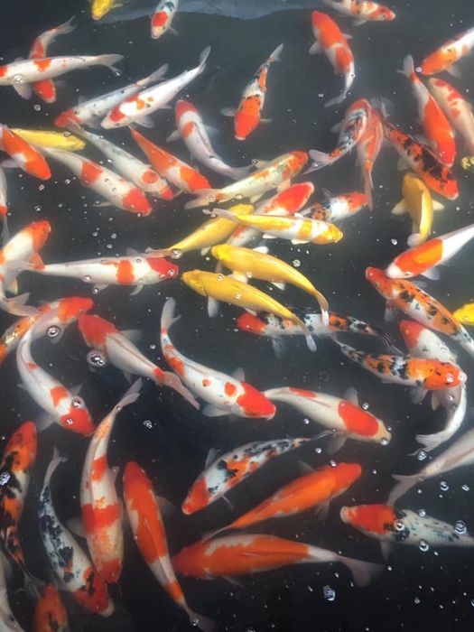 Hình ảnh ấn tượng về Trại cá Thùy An