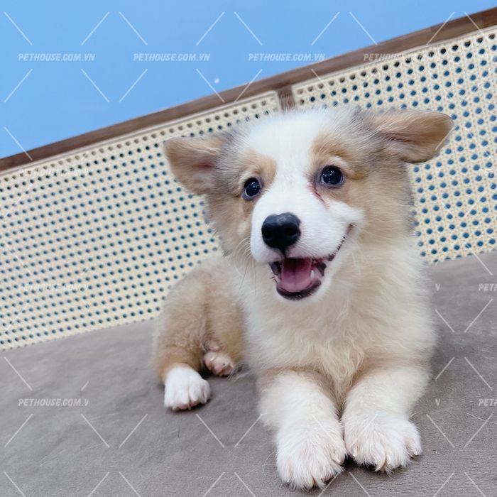 Hình ảnh thực tế Corgi tại Pet House