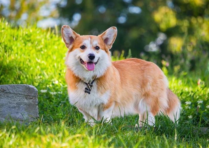Hình ảnh minh họa chó Corgi (Nguồn: Internet)