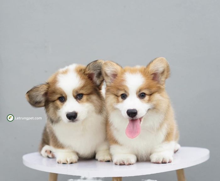 Hình ảnh cơ sở vật chất Lê Trung Pet
