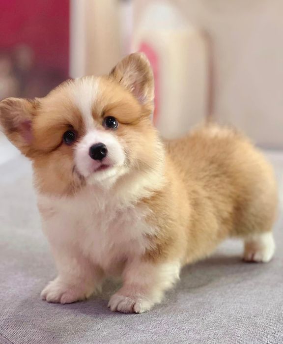 Hình ảnh thực tế tại Mật Pet Family