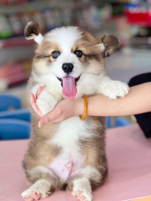Hình ảnh thực tế tại Mật Pet Family