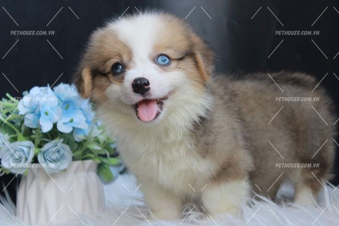 Hình ảnh cơ sở vật chất Pet House