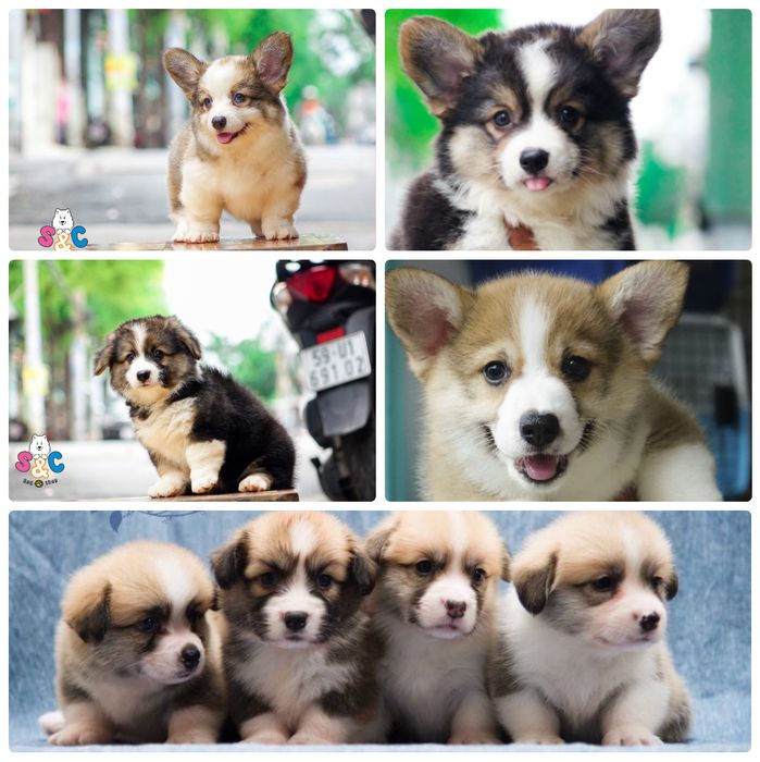 Hình ảnh Corgi tại S&C Dog Shop
