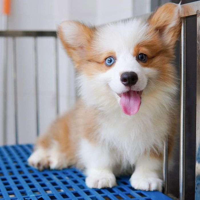 Hình ảnh thực tế tại Corgi Land