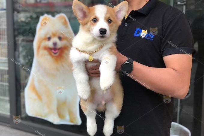 Ảnh minh họa chó Corgi đáng yêu (Nguồn: Internet)