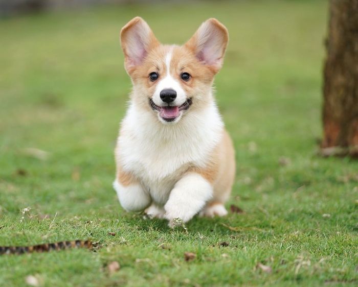 Hình ảnh chó Corgi tại Laputa Farm