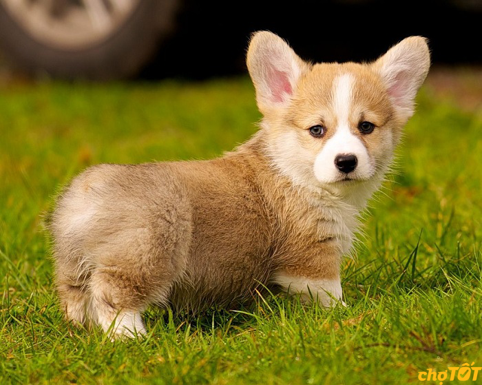 Hình ảnh minh họa chó Corgi đáng yêu (Nguồn: Internet)