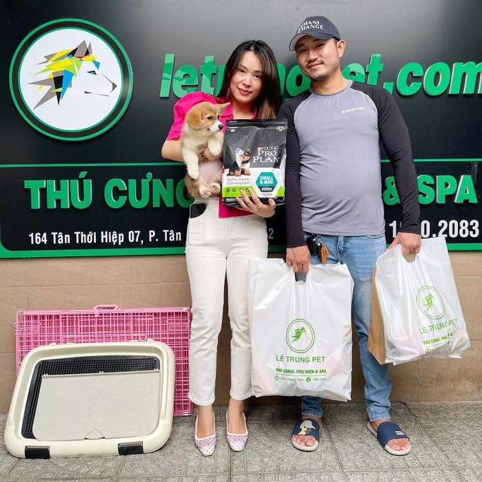 Hình ảnh chó Corgi tại Lê Trung Pet