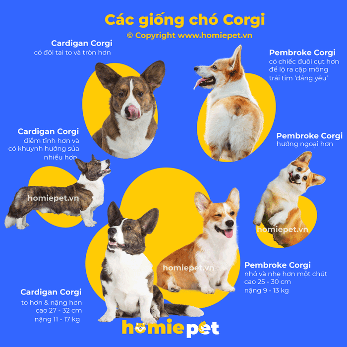 Hình ảnh minh họa các dòng chó Corgi (Nguồn: Internet)