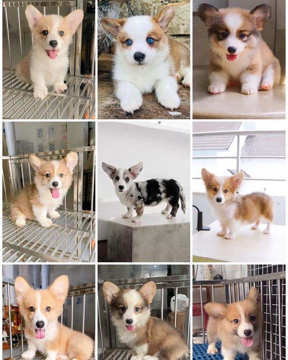Hình ảnh Corgi thuần chủng tại Corgi Land