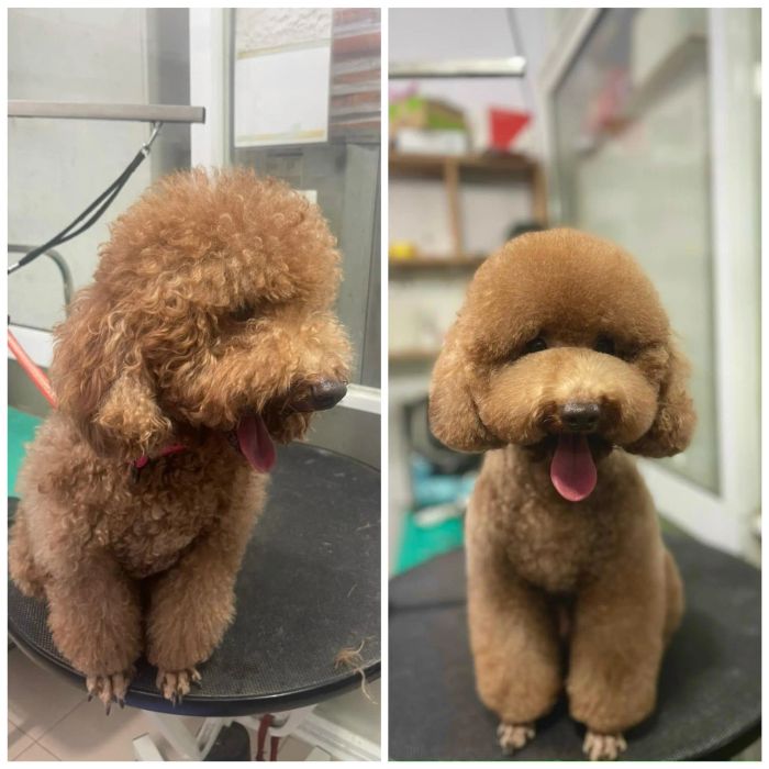 Hình ảnh 2 - Phòng Khám Thú Y Lucky Pet - Trải nghiệm spa cao cấp