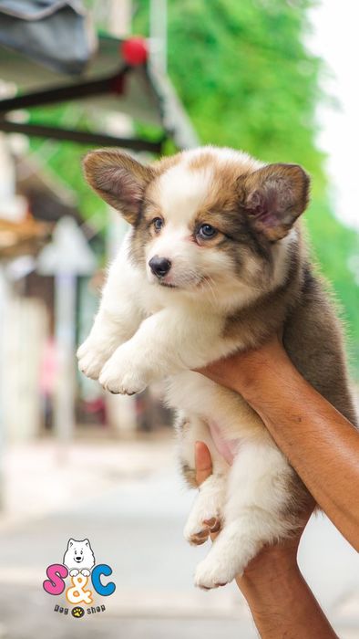 Không gian chăm sóc thú cưng tại S&C Dog Shop