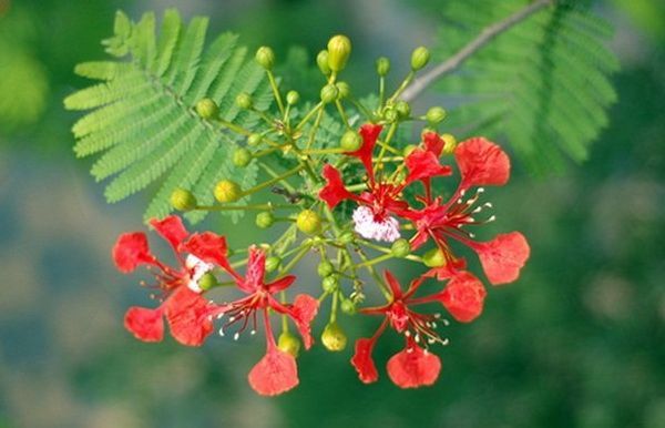hình ảnh 1