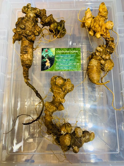 Sâm Ngọc Linh Quốc Tuấn hình ảnh 2