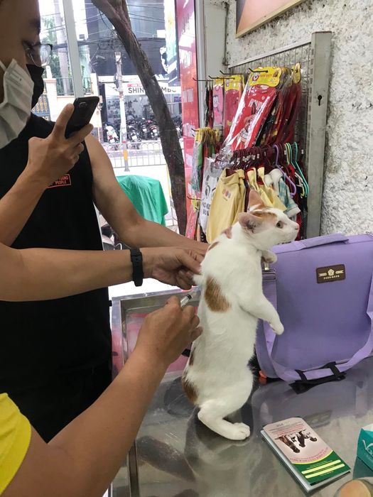 Hình ảnh Phòng Khám Thú Y King Pet
