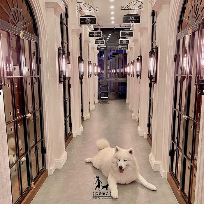 Hình ảnh không gian Peoc Pet Homecoming - ảnh 1