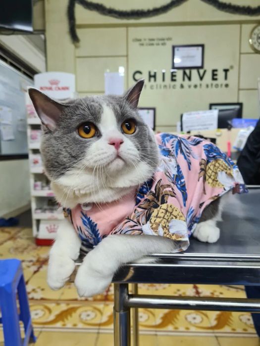 Phòng khám thú y Chien Vet Clinic ảnh 2