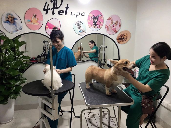 Bệnh viện thú y 4PET ảnh 2