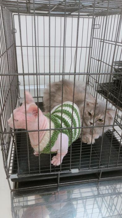 Hình ảnh quy trình khám chữa bệnh tại Bee Pet